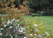Bold Geometric Garden 5