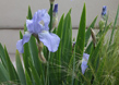Contemporary Garden 3