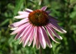 Modern Country Garden 4