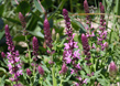 Modern Country Garden 5