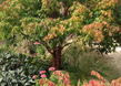 Perennial Garden 6