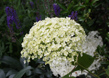 Townhouse Garden 4